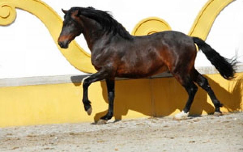 Fundao Alter Real Vai Preservar O Cavalo Lusitano EQUISPORT