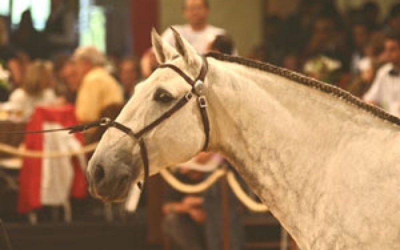 Violino Foi A Atraco Do XI Leilo LusoBrasileiro EQUISPORT