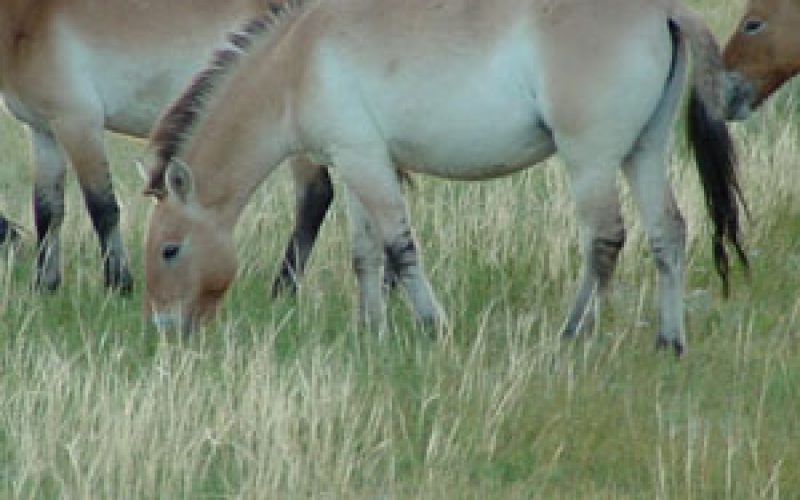 Cavalo Przewalski Em Risco De Extino Em Portugal EQUISPORT