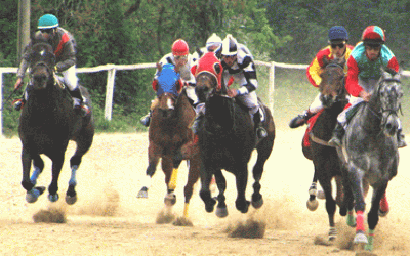 Novos Vencedores No Hipdromo Da Maia EQUISPORT