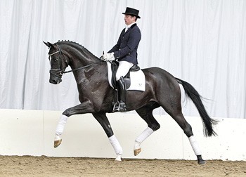 Top Dressage Horses at the 123rd Elite Auction Dundee sold at Euro 320,000