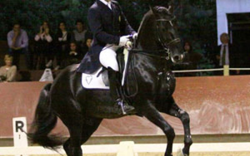 O Garanho Lusitano Sol Foi Vendido Para O Japo EQUISPORT