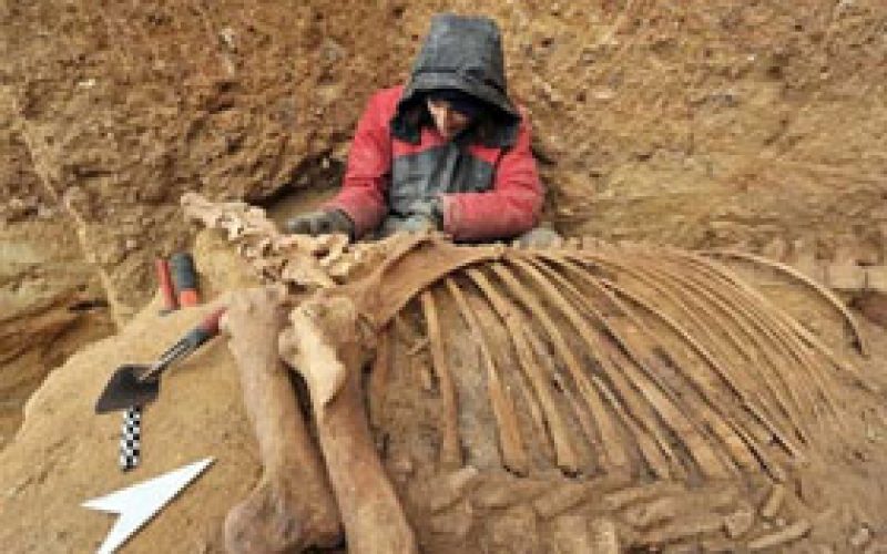 Prehistoric Horse Skeleton Unearthed In France EQU