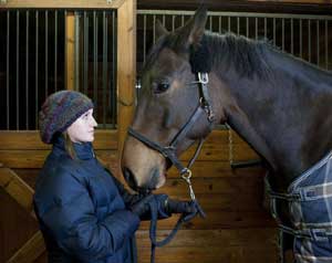 Adriana Zerafa's Imported Horses at Risk
