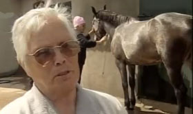 Equitação para idosos em Bragança