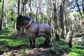 Cavalos de Tiro ao serviço do Parque da Pena