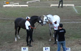 Tribuna VIP: Lusitanos na Expo-Bauru