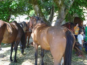 Cavalos abençoados no Santuário de Fátima