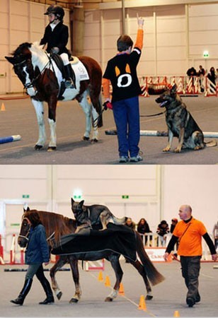 "Footprints" um sucesso no Pet Festival 2012