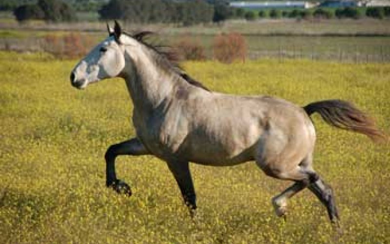 Estudo Sobre A Diversidade Gentica No Cavalo Lusitano EQUISPORT