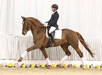 128th Hanoverian Elite Auction on April 12/13