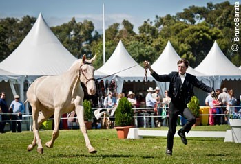 Horus II da Sernadinha Campeão dos Campeões em França