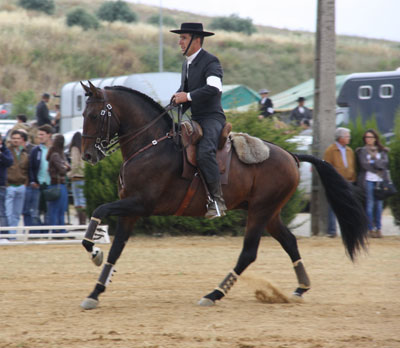 Resultados da VII Jornada do Campeonato Nacional de Equitação de Trabalho 2013