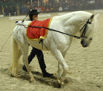 Açores recebe encontro internacional dedicado ao genoma dos cavalos