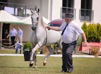 «El Saghira» sold for half million euros at Pride of Poland auction