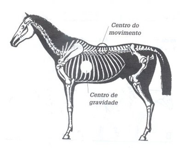 Como desenhar cavalos em movimento passo a passo