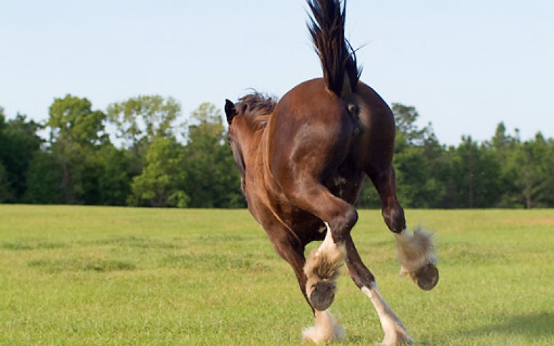 O Que Diz O Cavalo Com O Corpo EQUISPORT