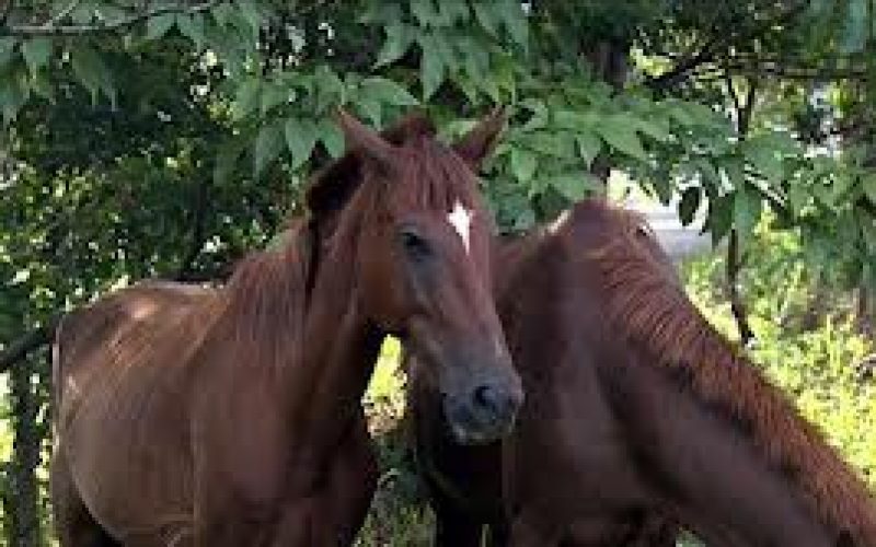 Ladro A Cavalo Entrou Em Contramo No Acesso Ao IC19 EQUISPORT