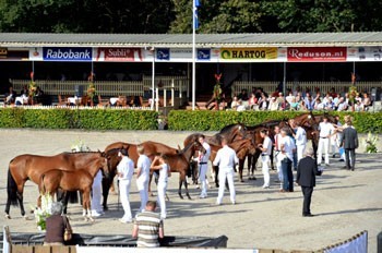 High quality three-year-olds to KWPN Mare Championships