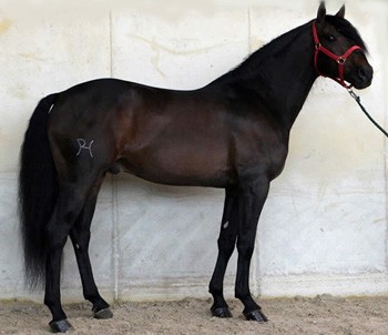 Morreu «Chenel» cavalo da quadra de Pablo Hermoso
