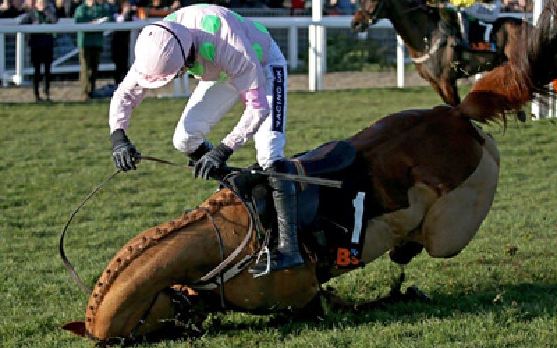 Queda Nas Corridas De Cavalos Em Cheltenham D Prejuzos Volumosos