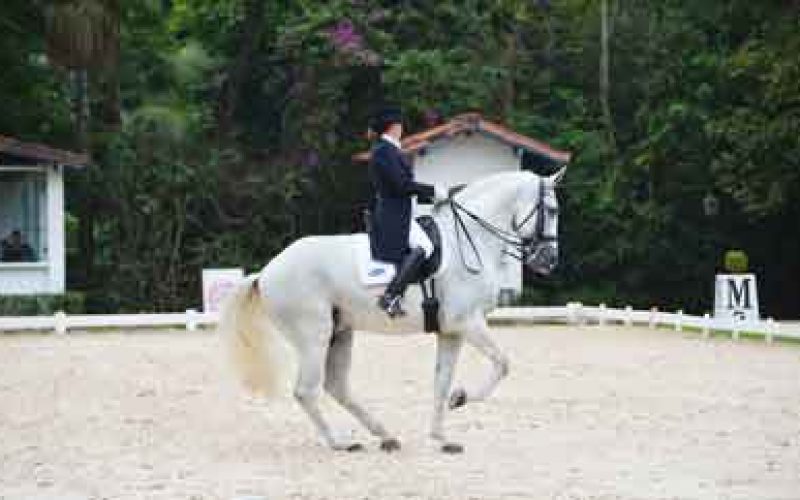 Brasil Cavalo Lusitano Faz A Festa No Campeonato Brasileiro De Ensino