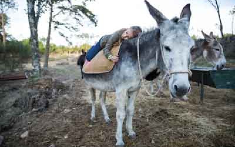 Nova Reserva De Burros Em Sintra Com Atividades Para Crianas E