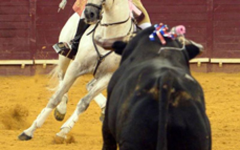 Os Melhores Cavalos De Toureio Em 2016 Xarope Dardo E Trovador