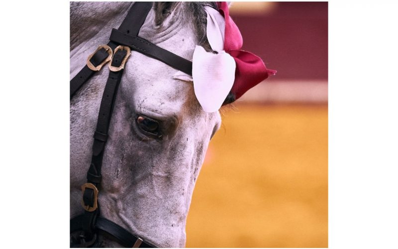 Cavalos De Toureio Prova Em Beja A 6 E 7 De Outubro EQUISPORT