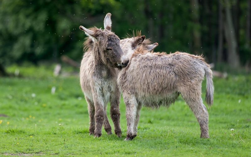 Estudo Gentico Esclarece O Que Separa O Cavalo Do Burro EQUISPORT