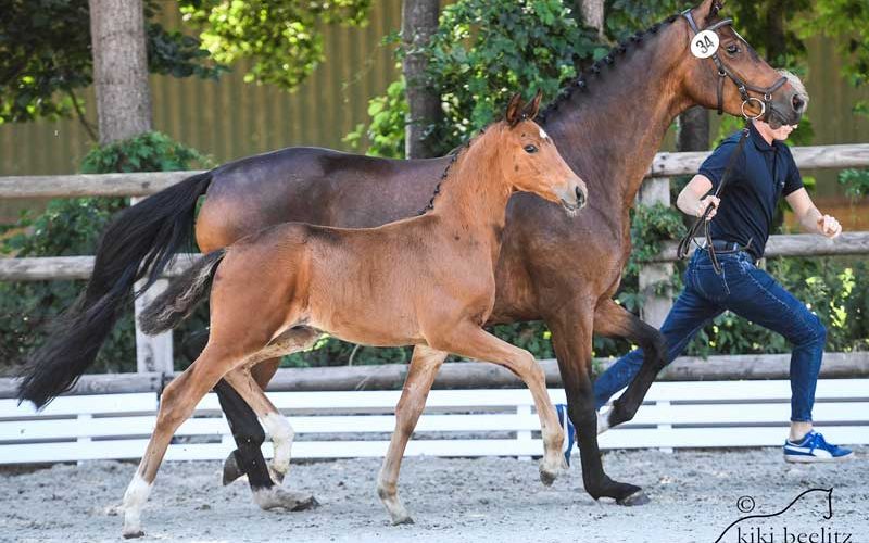 PS Online Foal Auction Betty Paula And For Amour The Price Highlights