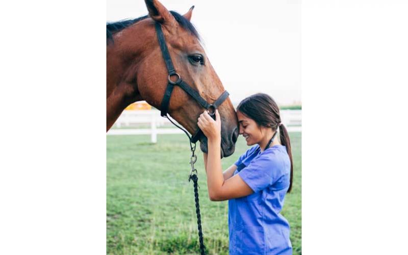 O Auxiliar De Veterinria De Equinos Muito Mais Que Um Simples