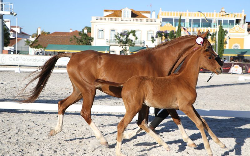 A Funcionalidade Do Cavalo Lusorabe EQUISPORT