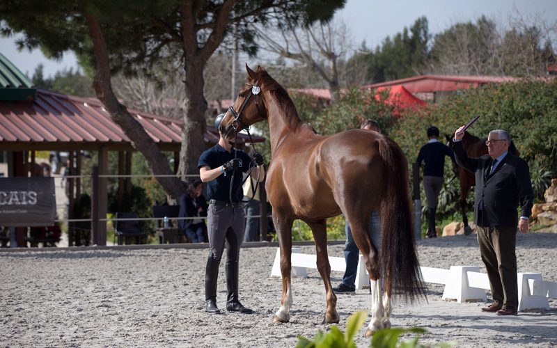 CDI3 Cascais 52 Cavalos Passam No VetCheck EQUISPORT