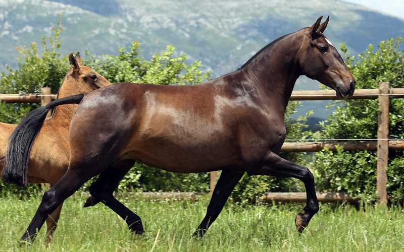 APSL Filme De Promoo De Coudelarias Portuguesas De Cavalo Lu