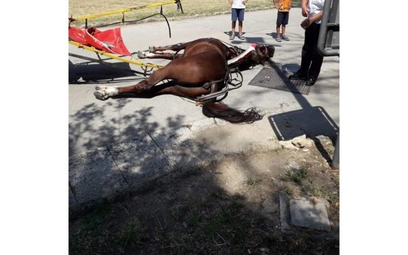 Cavalo De Carruagem Turstica Morre Em Dia De Calor Escaldante