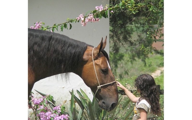 O Cavalo Entende Melhor Se O Tratar Como Um Beb EQUISPORT