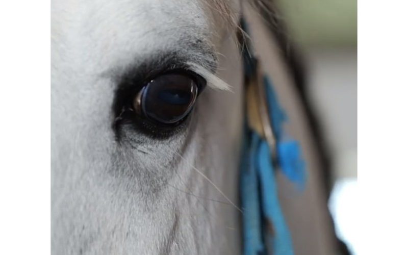 Histrias De Cavalos O Nome Do Novo Programa De Manuel Lus Goucha