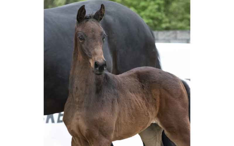 Foal Price Top For 79500 Euros Into Olympic Hands EQUISPORT