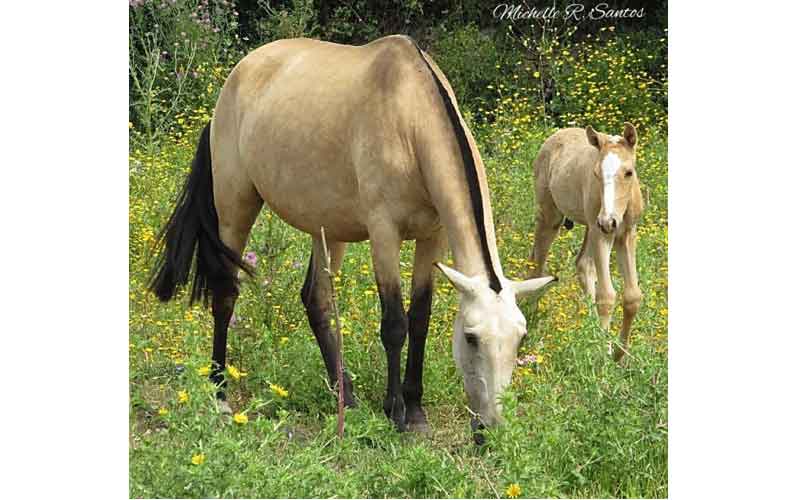 Plantas venenosas para cavalos - Veja quais são - Arquitetura Equestre