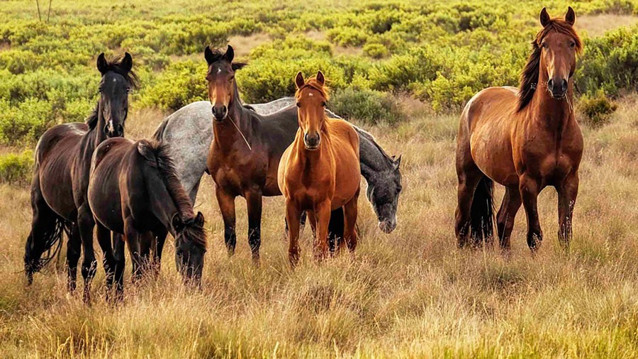 Austrália vai matar 10.000 cavalos selvagens, Ambiente